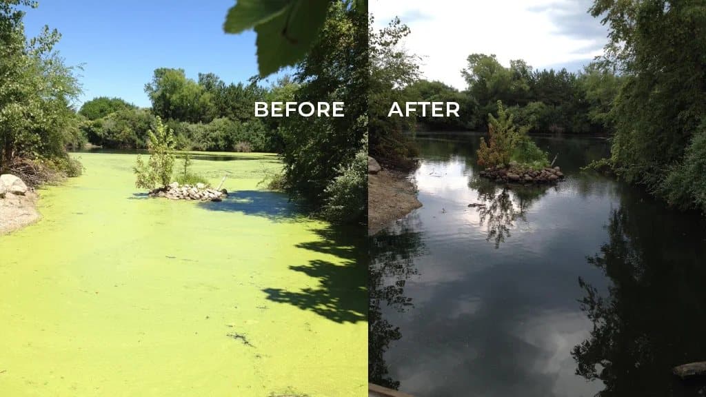 Side-by-side pond before and after management: algae-covered water cleared to open water